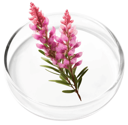 DigestiStart Ingredients